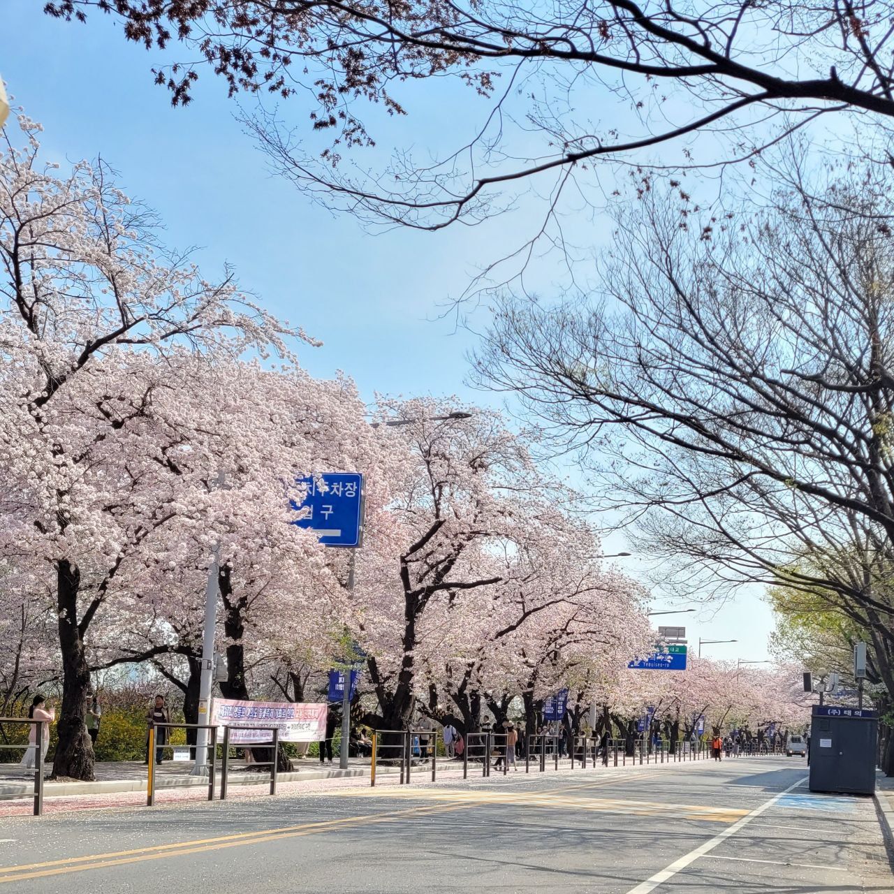 Yeouido Hangang Cherry Blossom