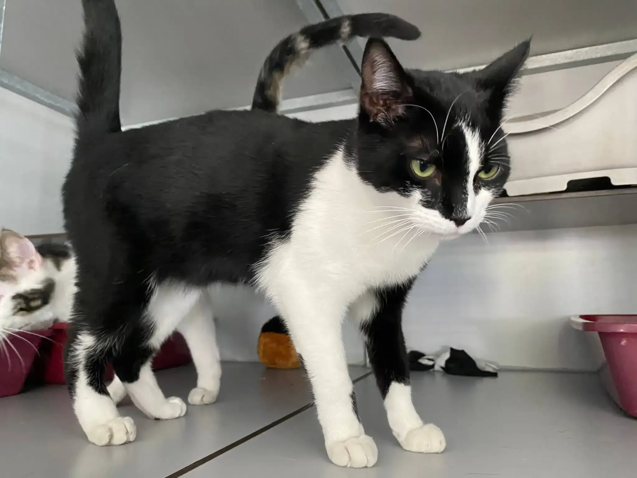 Black and white cat with green eyes inside a cozy cat café setting in Amsterdam, standing alertly near shelves and a maroon food bowl, ideal for feline enthusiasts.