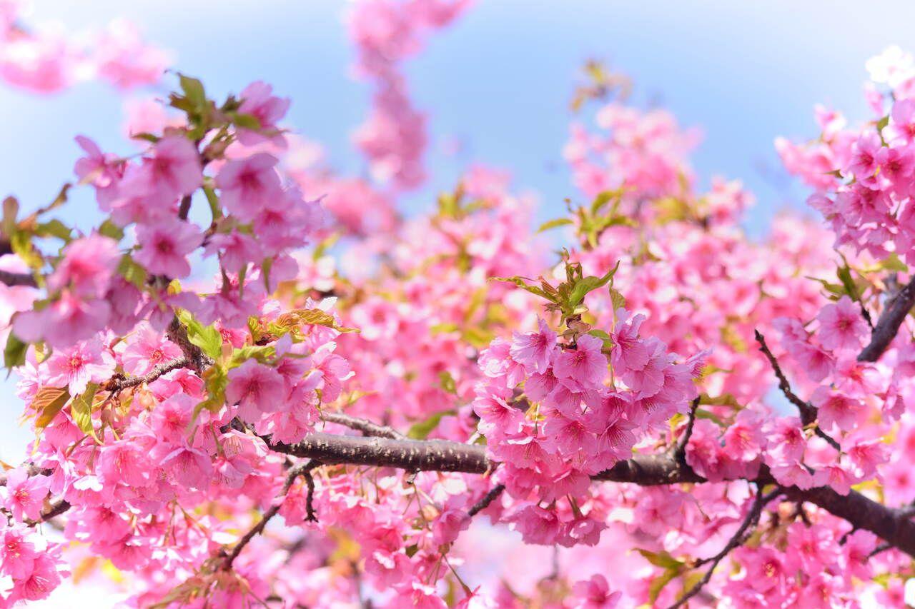 Sakura Campaign 2026