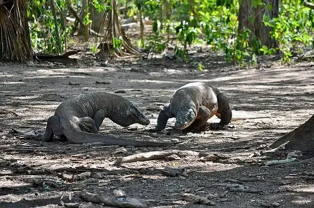 Komodo_Dragons,_Komodo,2016(04).jpg