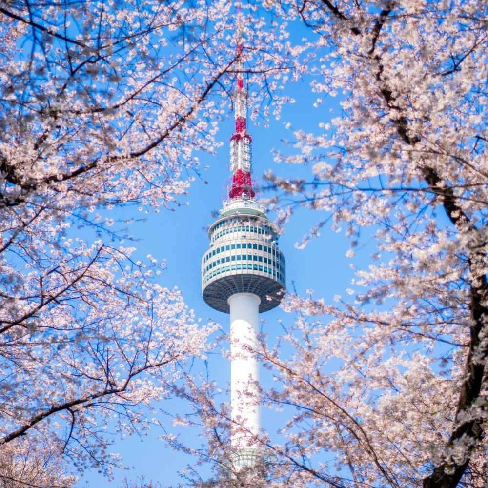N-Seoul-Tower-With-Cherry-Blossoms.jpg