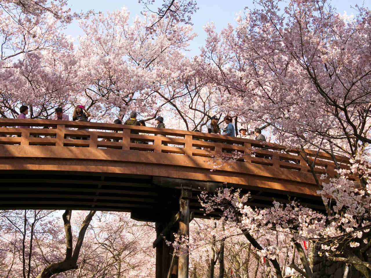 sakura campaign 2026