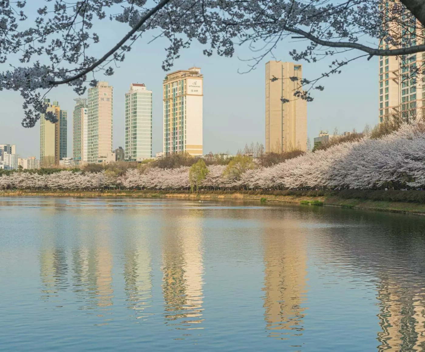 Seokchon-Lake-Park-Cherry-Blossoms-scaled.webp