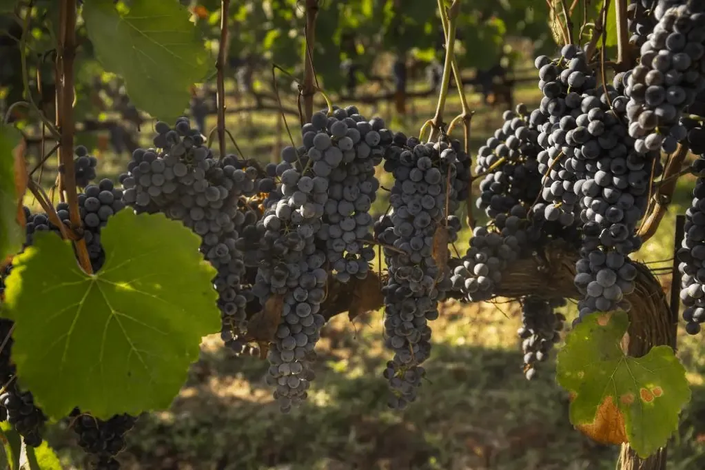 Sunlit vineyard grape clusters