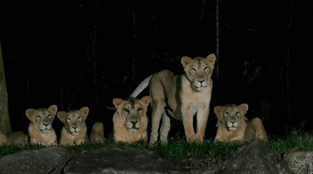 Source: Mandai Wildlife Reserves