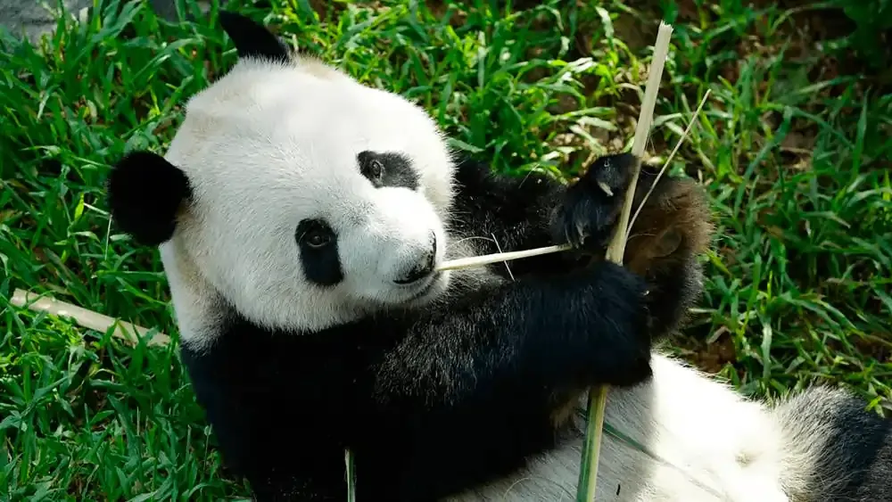 Source: Mandai Wildlife Reserve