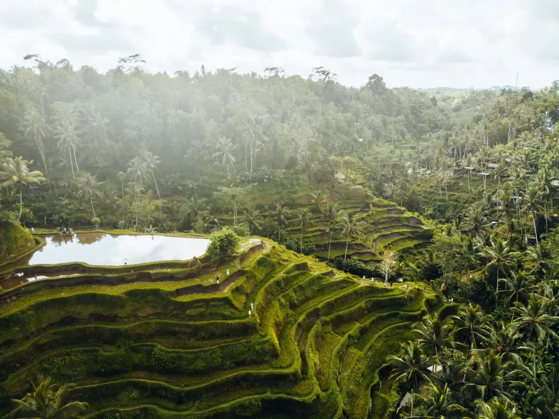 Green terraced rice fields surrounded by palm trees in Bali.