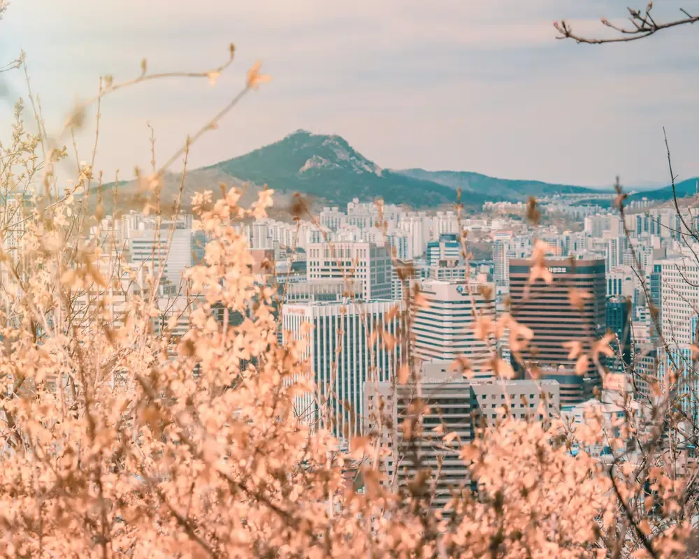 Seoul city skyline framed by soft foliage in the foreground, with mountains rising behind the urban landscape.