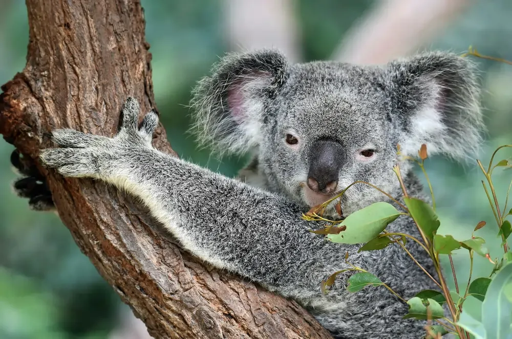 Close-up of a koala hugging a eucalyptus tree while resting in its natural Australian habitat.