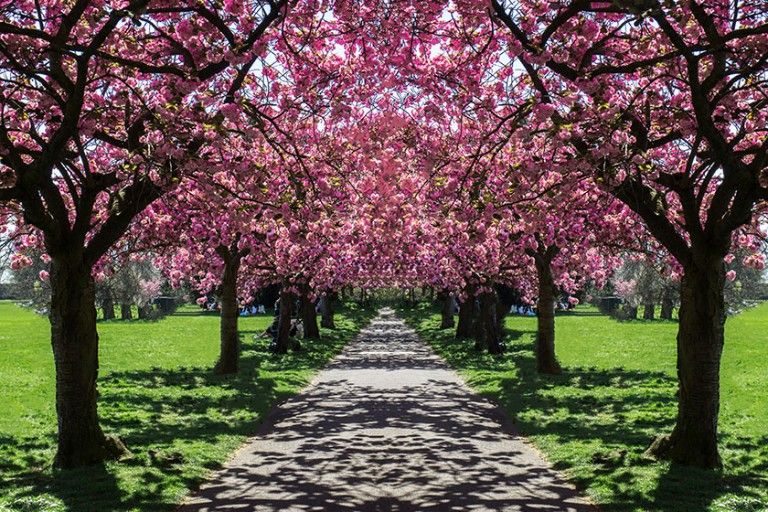 greenwich-park-cherry-blossom-spring-landscape-sbs.jpg.thumb.768.768.jpg