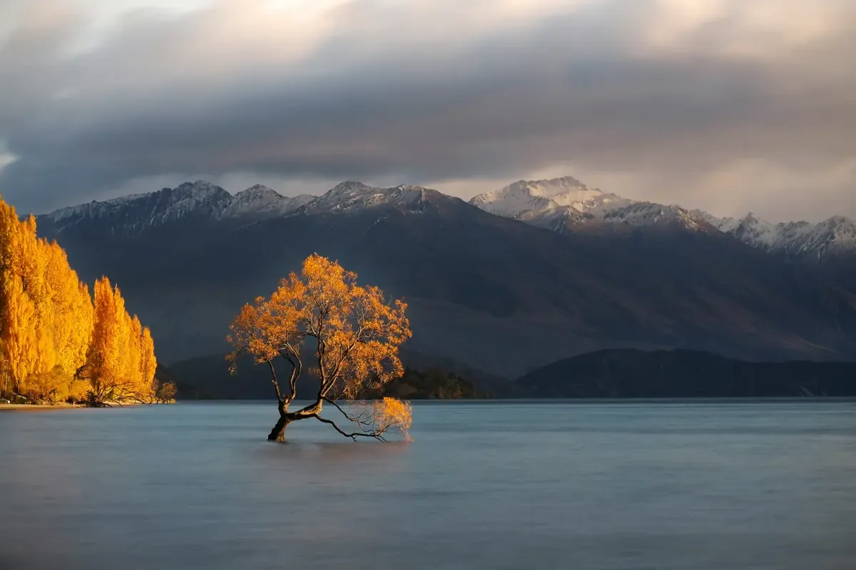 Wanaka Tree surrounded by calm lake water, golden autumn foliage and snow-capped mountains in New Zealand