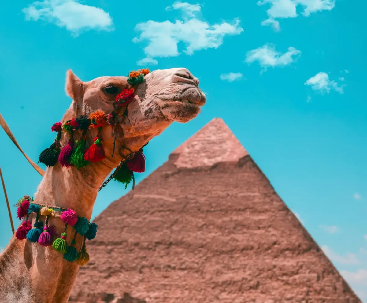 Close-up of a camel wearing colourful tassels beside a pyramid in Giza.