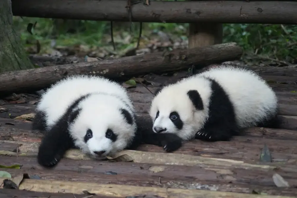 Panda cubs in Chengdu, China
