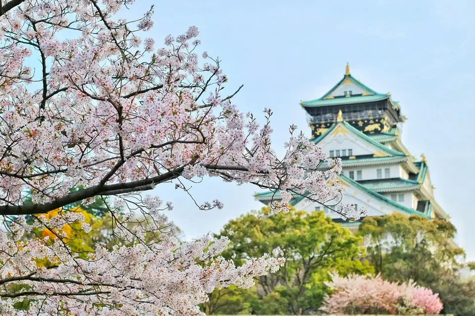 Cherry blossoms in full bloom with Osaka Castle in the background, symbolizing travel connectivity and cultural experiences across Japan, China, and South Korea with an eSIM.