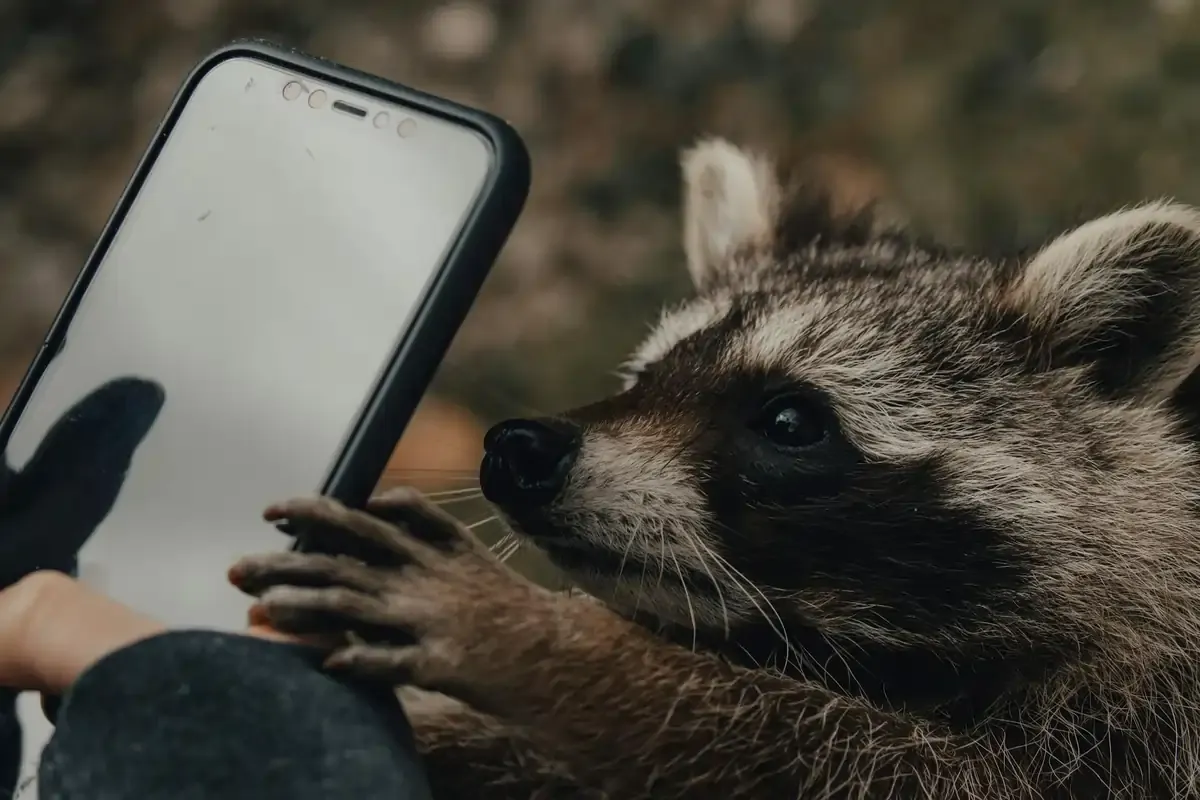 A raccoon grabbing a smartphone from a person’s hand, humorously illustrating the idea of a phone being lost or stolen while traveling.