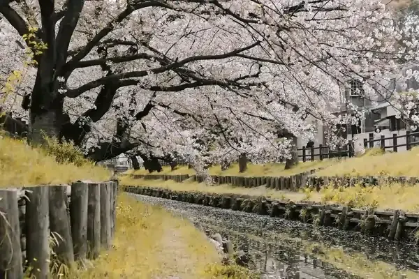 Cherry blossom trees in full bloom lining a peaceful riverside path, capturing the beauty of top destinations to see sakura during spring.
