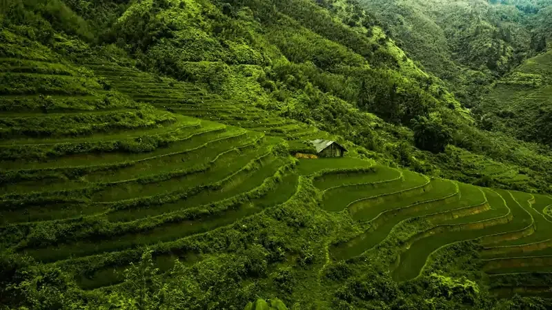 Scenic green rice terraces in Vietnam with a traditional farmhouse