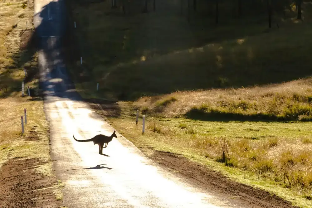 Kangaroo crossing a rural road in Australia during golden hour