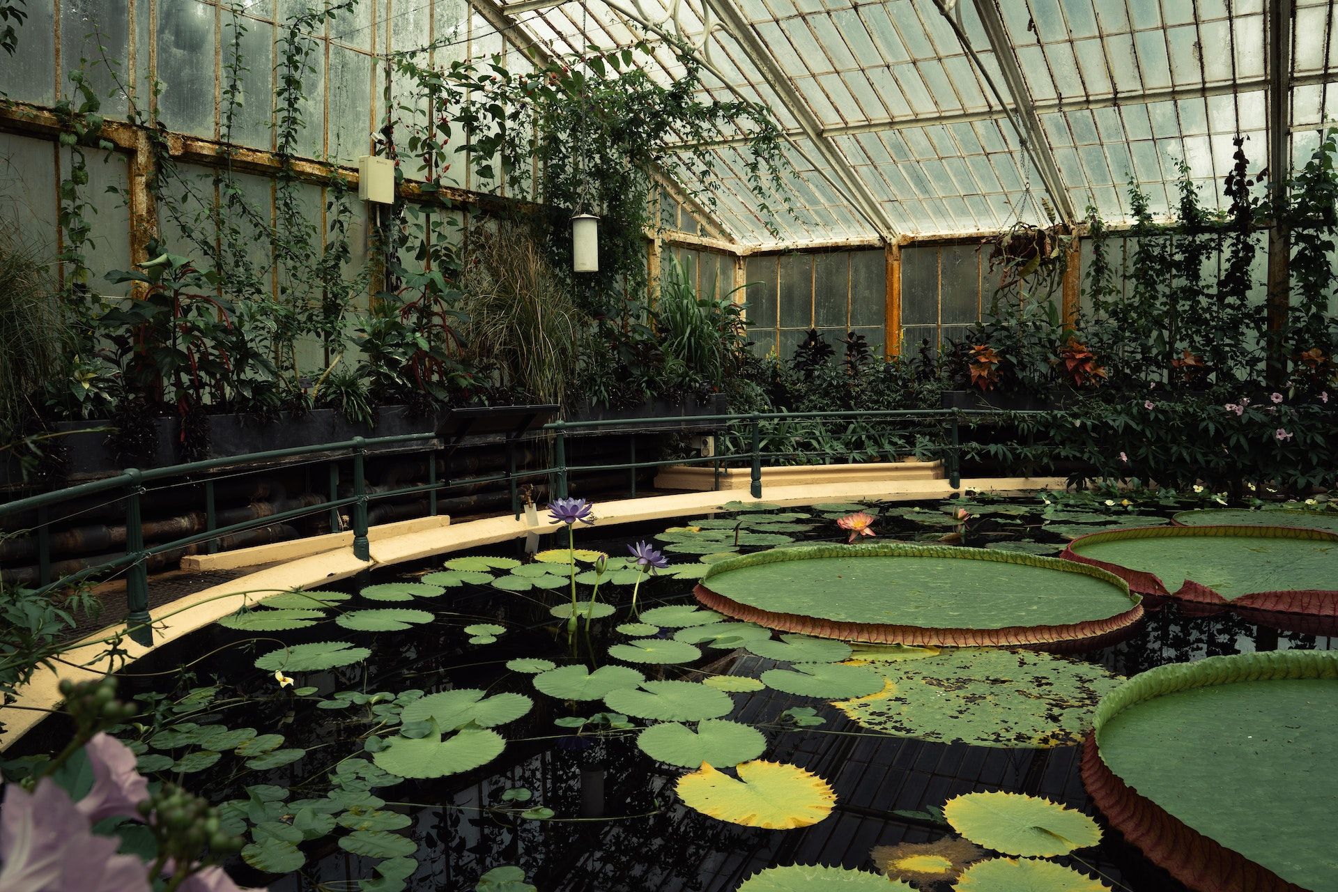 Kew Gardens Water Lily