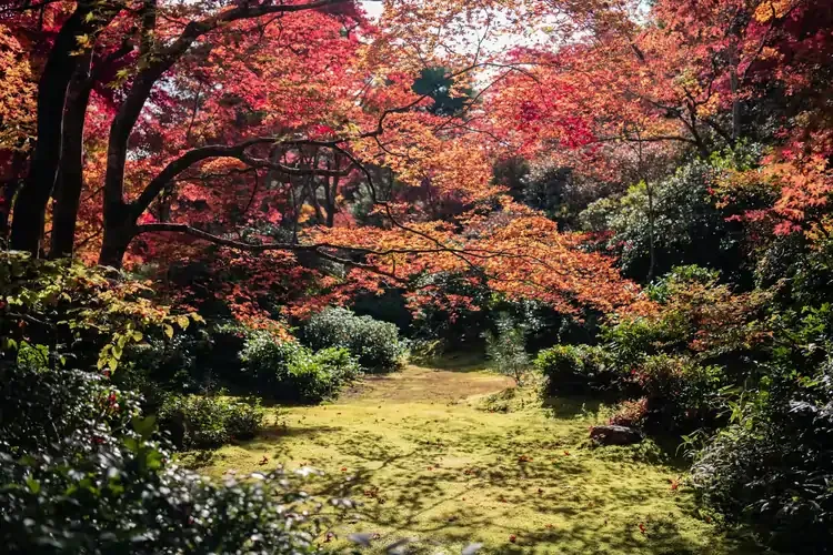 Autumn foliage in a Japanese garden with vibrant red and orange maple trees.