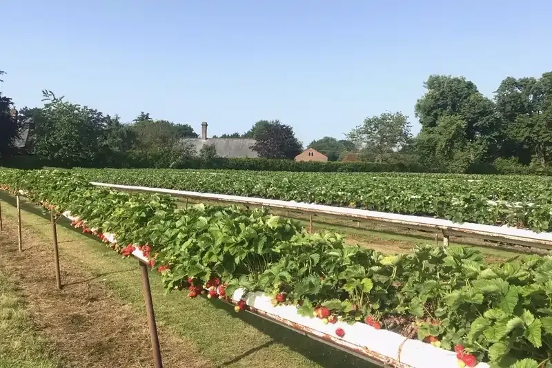 Strawberry farm rows