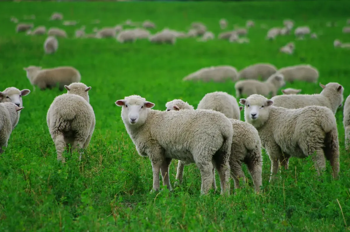 Flock of sheep grazing in a lush green pasture in New Zealand.